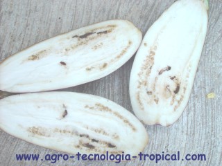 Hay que prevenir daños por insectos antes de la cosecha